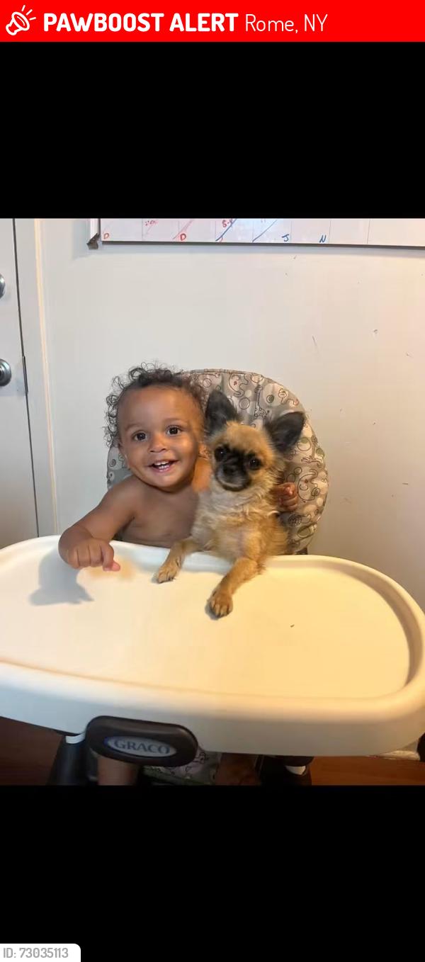 Lost Male Dog last seen Calvert St , Rome, NY 13440