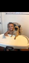 Lost Male Dog last seen Calvert St , Rome, NY 13440