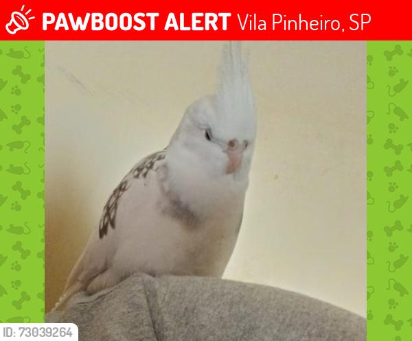 Lost Female Bird last seen Visto pela última vez, Vila Pinheiro, SP 13630