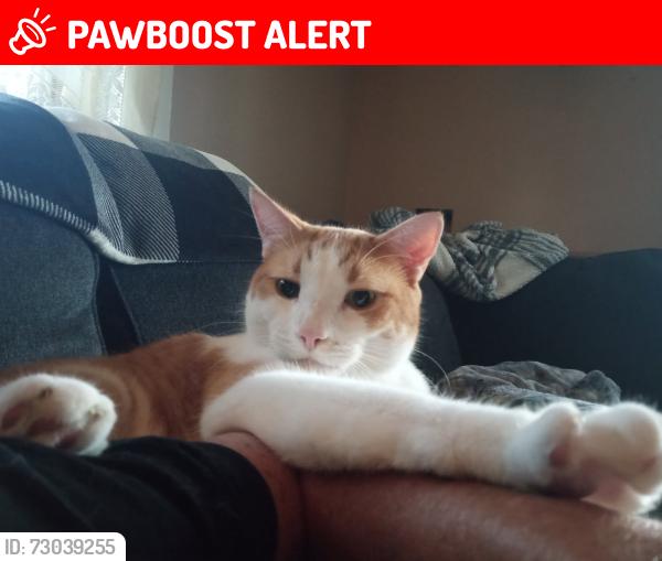 Lost Male Cat last seen Arthur voaden high school, St. Thomas, ON N5P 2X6