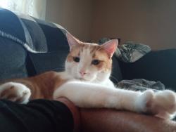 Lost Male Cat last seen Arthur voaden high school, St. Thomas, ON N5P 2X6