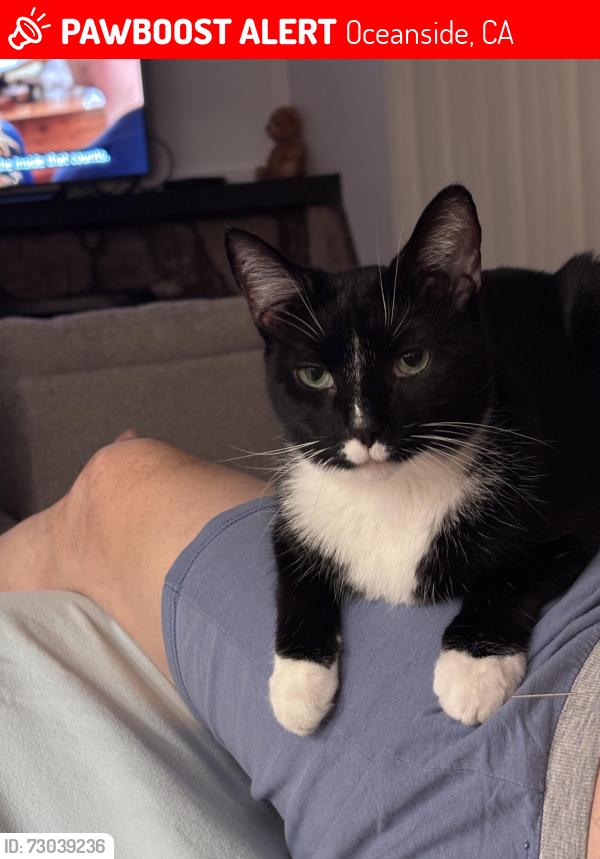 Lost Male Cat last seen Behind Lake Elementary , Oceanside, CA 92056