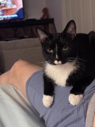 Lost Male Cat last seen Behind Lake Elementary , Oceanside, CA 92056