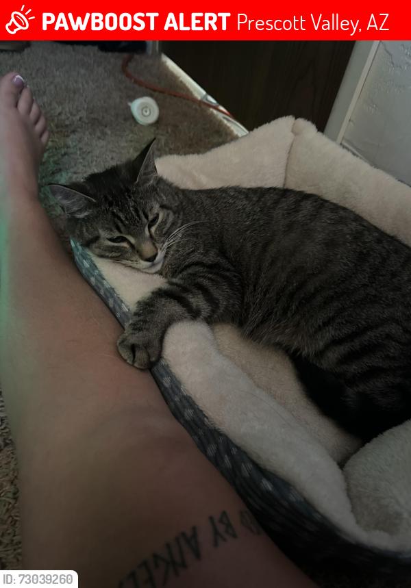 Lost Female Cat last seen Roadrunner  navajo, Prescott Valley, AZ 86314