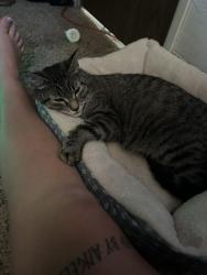 Lost Female Cat last seen Roadrunner  navajo, Prescott Valley, AZ 86314