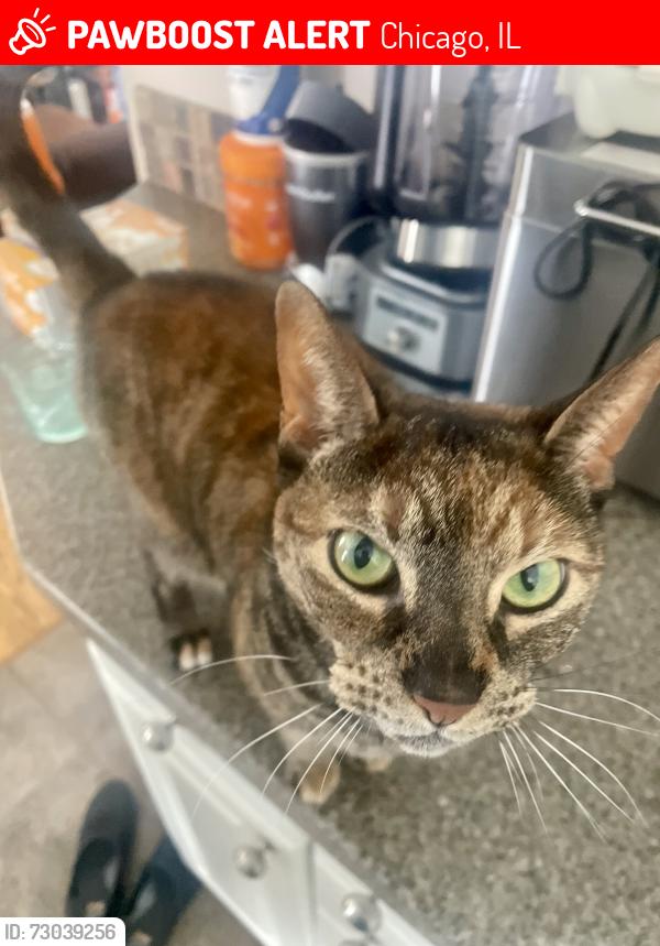 Lost Female Cat last seen Grace Ave & Waveland Ave, Chicago, IL 60634