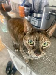 Lost Female Cat last seen Grace Ave & Waveland Ave, Chicago, IL 60634