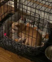 Lost Male Dog last seen Garnett and 11th, Tulsa, OK 74128