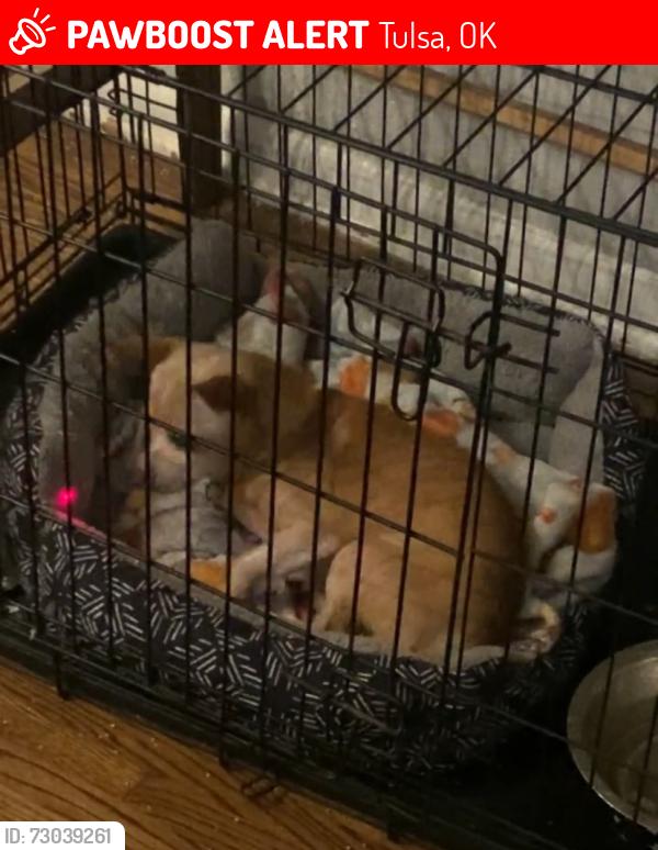 Lost Male Dog last seen Garnett and 11th, Tulsa, OK 74128