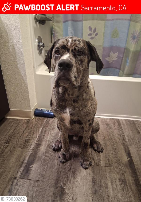 Lost Male Dog last seen 5th land park, Sacramento, CA 95817
