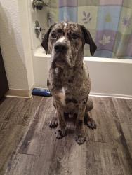 Lost Male Dog last seen 5th land park, Sacramento, CA 95817