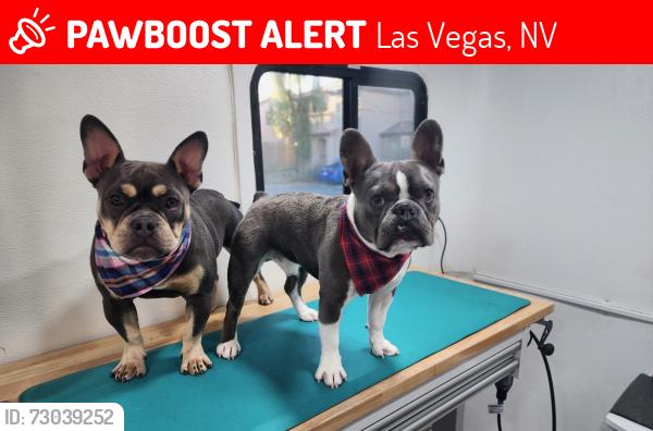 Lost Male Dog last seen Craig n tenaya, Las Vegas, NV 89129