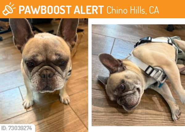 Found/Stray Female Dog last seen Veteran's park CHINO HILLS, Chino Hills, CA 91709