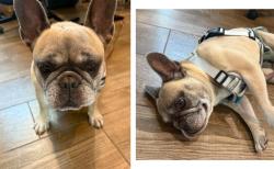 Found/Stray Female Dog last seen Veteran's park CHINO HILLS, Chino Hills, CA 91709