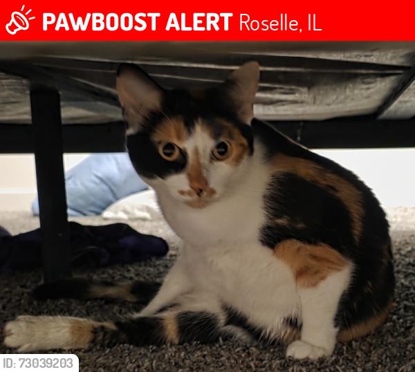 Lost Female Cat last seen Irving Park rd and Springhill dr, Roselle, IL 60172
