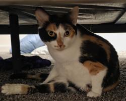 Lost Female Cat last seen Irving Park rd and Springhill dr, Roselle, IL 60172