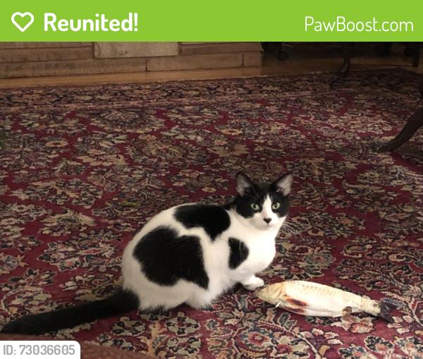 Reunited Female Cat last seen Branham-Kirk, San Jose, CA 95124