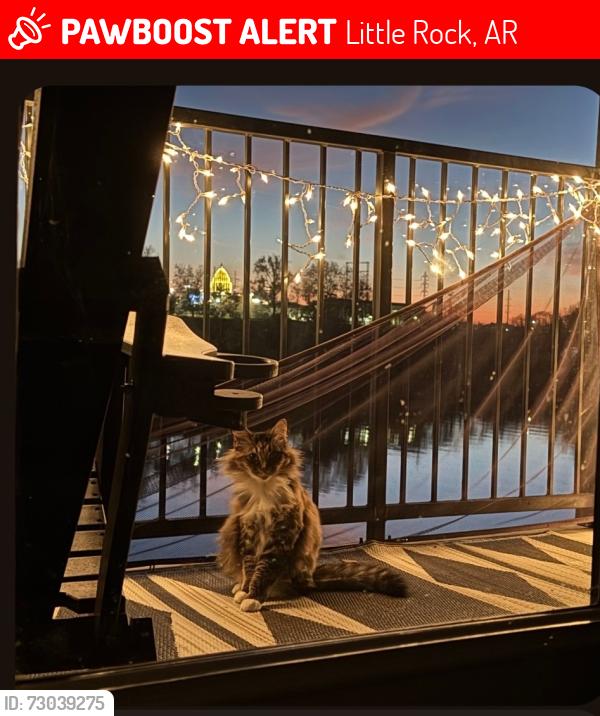 Lost Female Cat last seen Bright water apts, Little Rock, AR 72202