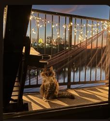 Lost Female Cat last seen Bright water apts, Little Rock, AR 72202