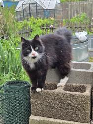 Lost Male Cat last seen Van Duyn, Eugene, OR 97401