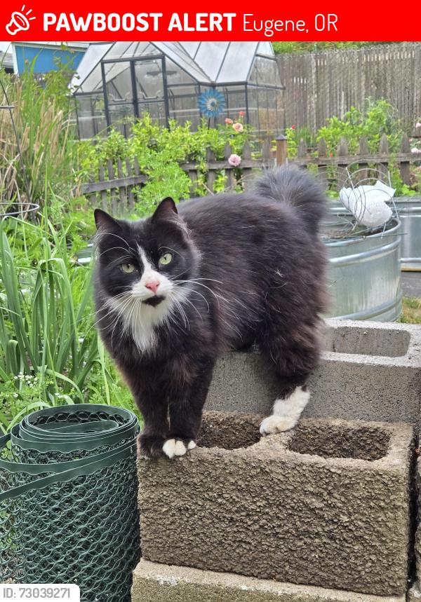 Lost Male Cat last seen Van Duyn, Eugene, OR 97401