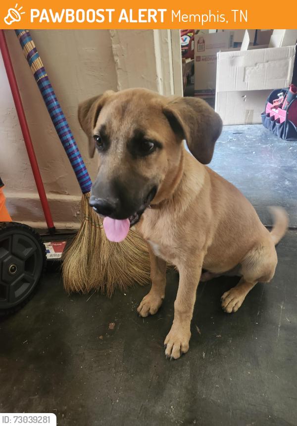 Found/Stray Male Dog last seen Kerr ave and Hernando rd, Memphis, TN 38106