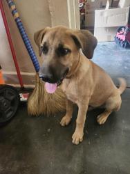 Found/Stray Male Dog last seen Kerr ave and Hernando rd, Memphis, TN 38106