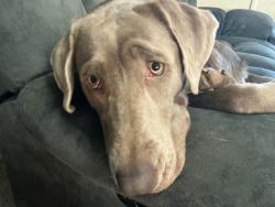Lost Female Dog last seen Gray Owl Road - near Asheboro, NC regional airport, Asheboro, NC 27205