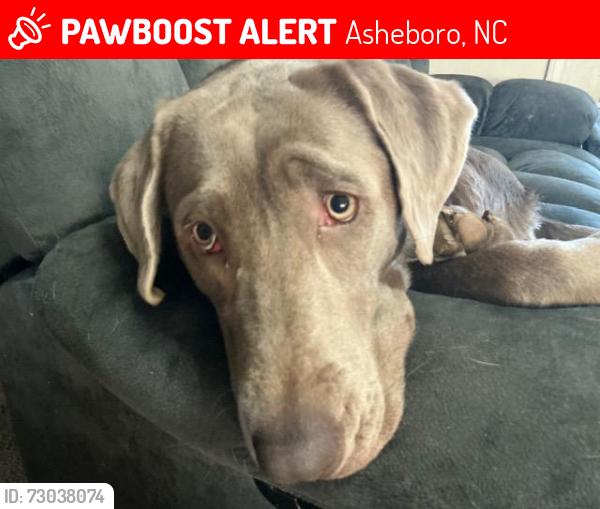 Lost Female Dog last seen Gray Owl Road - near Asheboro, NC regional airport, Asheboro, NC 27205