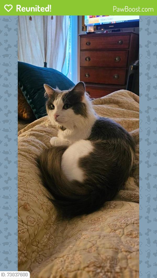 Reunited Male Cat last seen Bingham Lane, Manteca, CA 95336