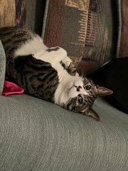 Lost Male Cat last seen Railroad hse restaurant , Sinking Spring, PA 19608