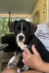 Found/Stray Male Dog last seen Belvedere ave., Shelby, NC 28150