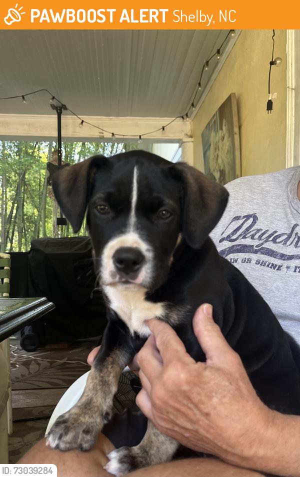 Found/Stray Male Dog last seen Belvedere ave., Shelby, NC 28150