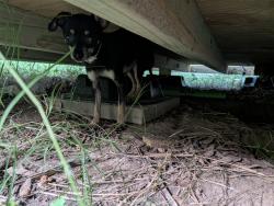Found/Stray Male Dog last seen Westcreek & Southpark , Fort Worth, TX 76133
