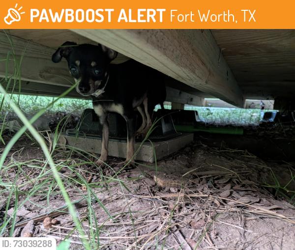 Found/Stray Male Dog last seen Westcreek & Southpark , Fort Worth, TX 76133