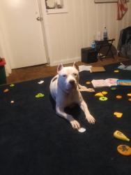 Lost Male Dog last seen 92+11, New Market, TN 37820