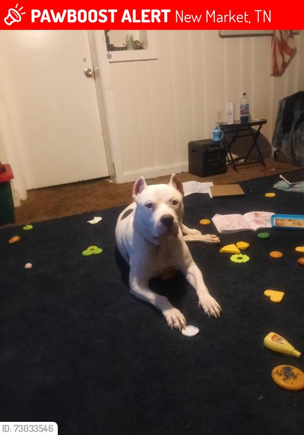 Lost Male Dog last seen 92+11, New Market, TN 37820