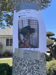 Lost Male Bird last seen Near Bartlett Street, Garden Grove, CA 92845