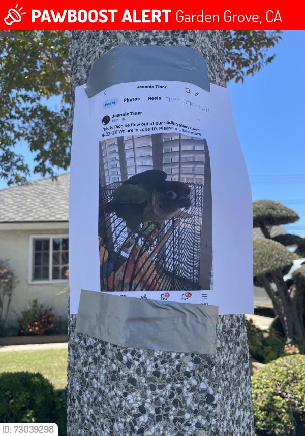 Lost Male Bird last seen Near Bartlett Street, Garden Grove, CA 92845