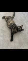 Lost Female Cat last seen Oakmont Country Club, Denton, TX 76210