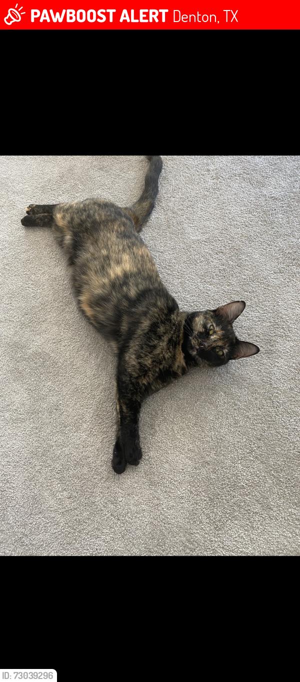 Lost Female Cat last seen Oakmont Country Club, Denton, TX 76210