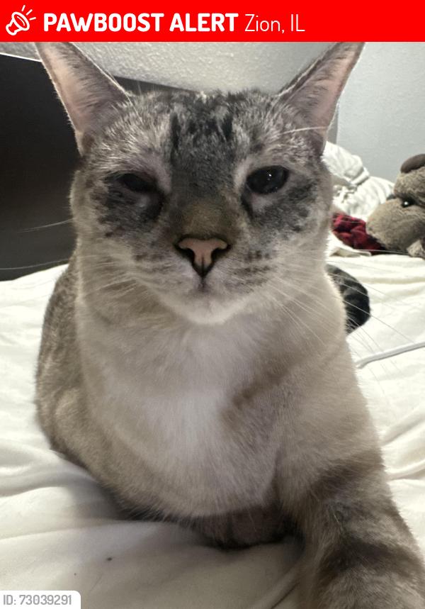 Lost Female Cat last seen Galilee Ave, Zion Il, 60099, Zion, IL 60099