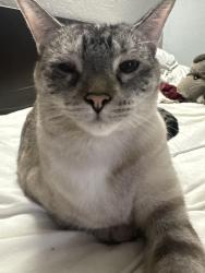 Lost Female Cat last seen Galilee Ave, Zion Il, 60099, Zion, IL 60099