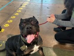 Shelter Stray Male Dog last seen , 14409 Vanowen St, Van Nuys, CA 91405, USA