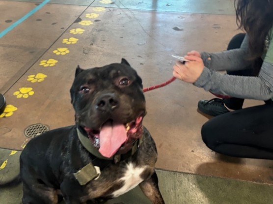 Shelter Stray Male Dog last seen , 14409 Vanowen St, Van Nuys, CA 91405, USA