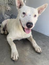 Shelter Stray Male Dog last seen Near BLOCK BUENA VISTA BLVD, ARVIN CA 93307, 3951 Fruitvale Ave, Bakersfield, CA 93308, USA