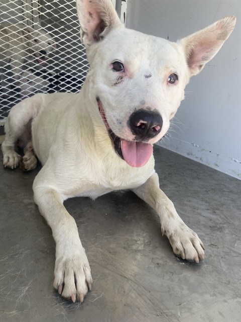 Shelter Stray Male Dog last seen Near BLOCK BUENA VISTA BLVD, ARVIN CA 93307, 3951 Fruitvale Ave, Bakersfield, CA 93308, USA