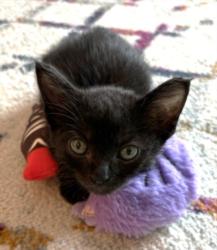 Shelter Stray Female Cat last seen , 3201 Lacy St, Los Angeles, CA 90031, USA