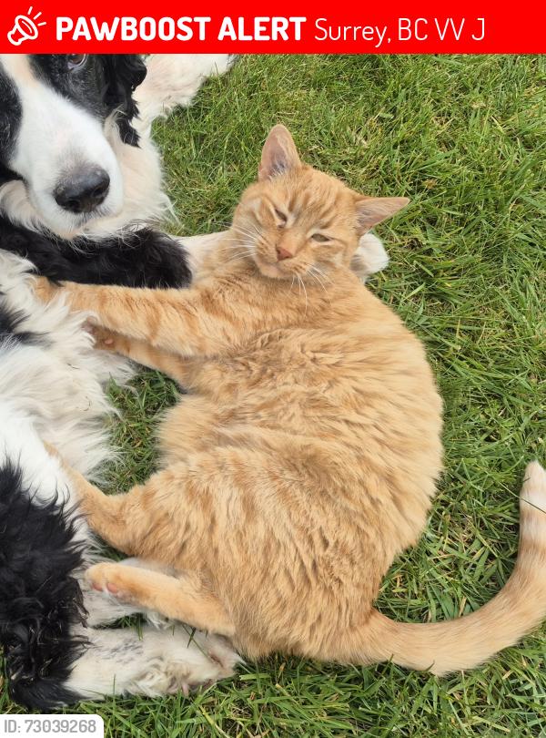 Lost Male Cat last seen Surrey Academy of Innovative Learning, Surrey, BC V3V 1J5