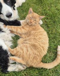 Lost Male Cat last seen Surrey Academy of Innovative Learning, Surrey, BC V3V 1J5